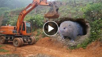 Large Excavator Working Meet Forest Mouse / Use Excavator Dig Hole Catch Forest Mouse