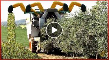 Why Olive Oil is So Expensive | Olive Harvesting and Processing