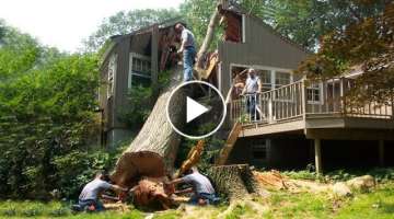EXTREMELY CRAZY Tree Felling Gone Bad | TREES & CRANES COLLAPSE HOUSES AND CARS